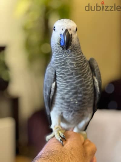african gray parrot. بغبغان الرمادي الأفريقي الزنجباري