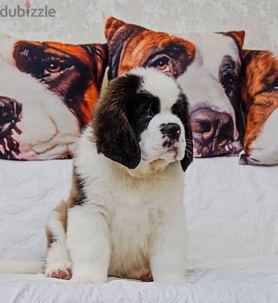 Saint Bernard boys puppy from Russia
