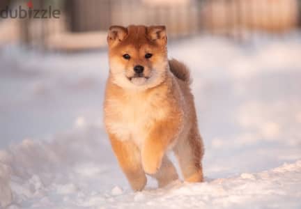 Shiba Inu Boy puppy from Russia