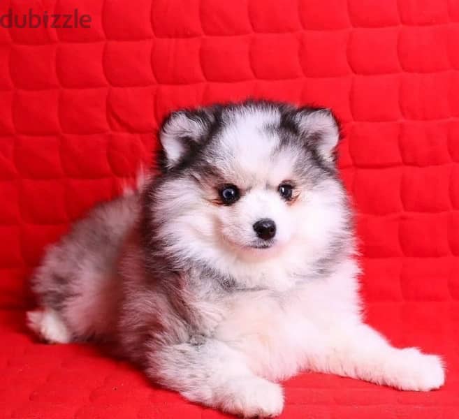 Pomsky boy puppy from Russia - Dogs - 207169192