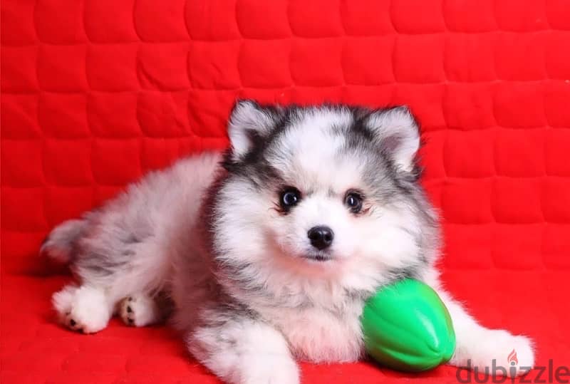 Pomsky boy puppy from Russia - Dogs - 207169192