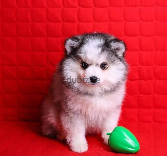 Pomsky boy puppy from Russia - Dogs - 207169192
