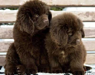 Newfoundland boy and girl puppy's from russia