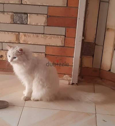 قطط مجانا