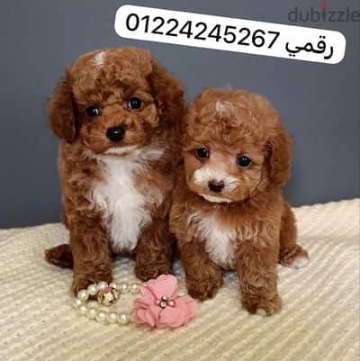 maltipoo