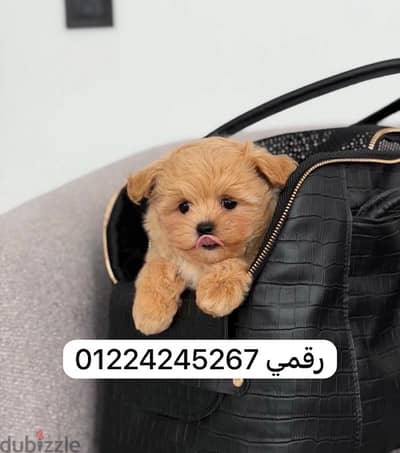 maltipoo puppy