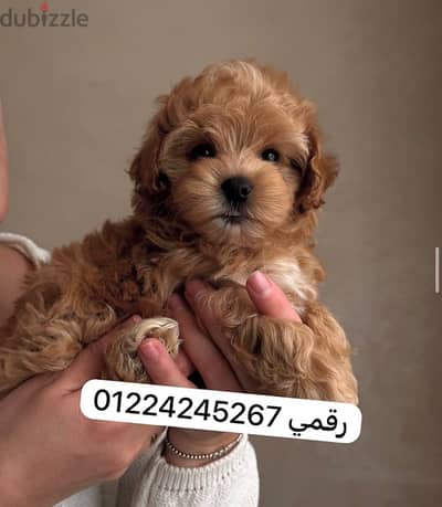 مالتيبو _ maltipo