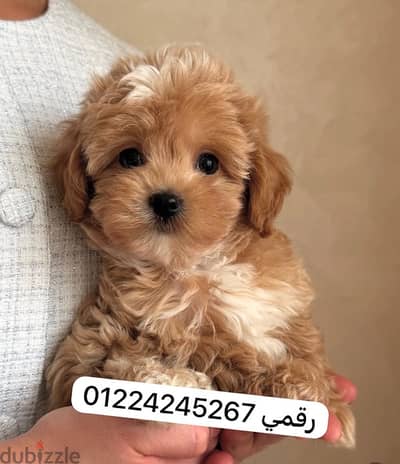 maltipoo good breed