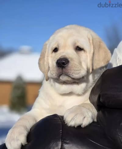 Labrador retriever female puppy from Russia