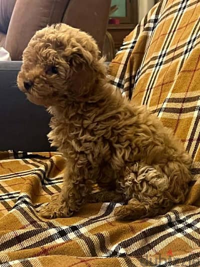 toy boodle teacup male and female