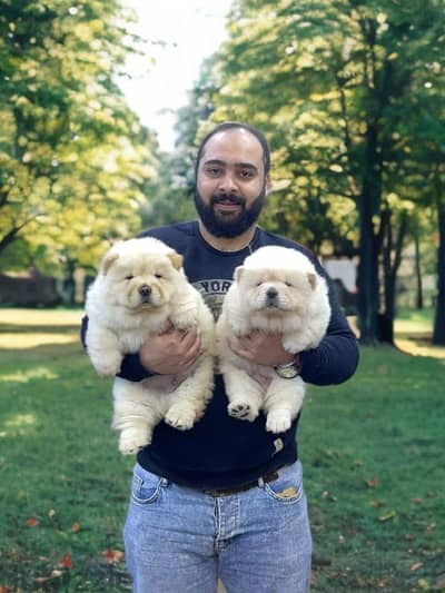 Chow chow white top Quallty in egypt
