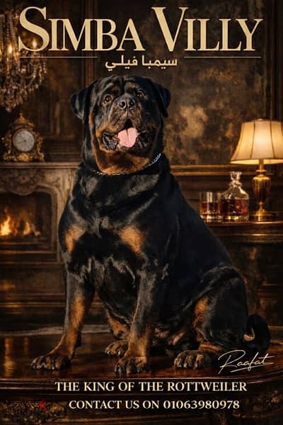 ( Simba ) For mating Rottweiler لتزاوج فقط روت وايلر