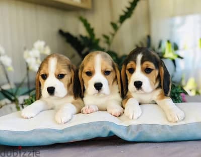 Beagle boy puppy from russia