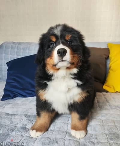 Bernese mountain dog from Russia
