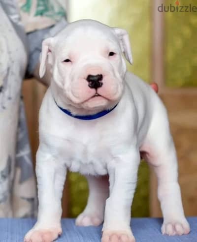 Dogo Argentino boy puppy from russia