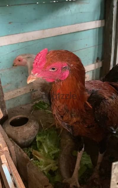 ديك وفرخه هندي