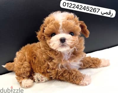maltipoo