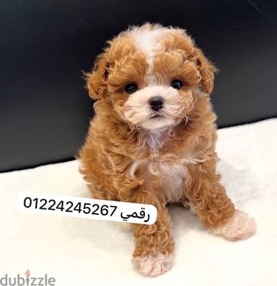 maltipoo - مالتيبو