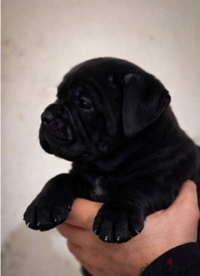 cane corso/ كين كورسو