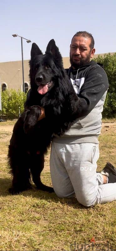 للزواج فقط جيرمن شيبرد German shepherd