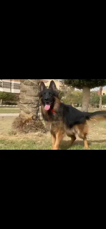 German Shepherd65600934160899121