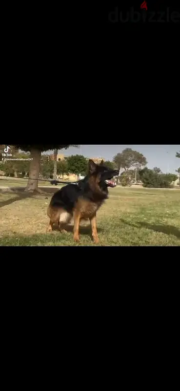 German Shepherd65600934160899122