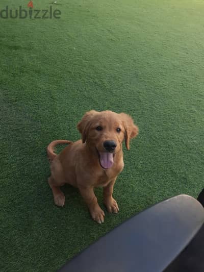 female golden retriever