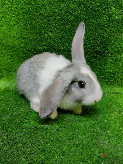 Bunnyارانب زينه لتربية في المنزل