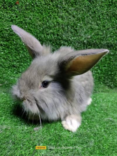 Bunnyارانب زينه لتربية في المنزل