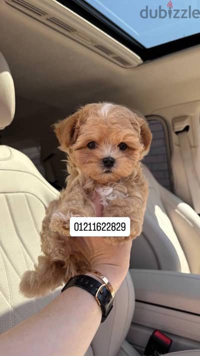 toy poodle x maltipoo جراوي مالتيبو