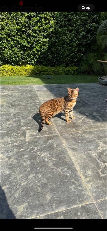 bengal cats 3
