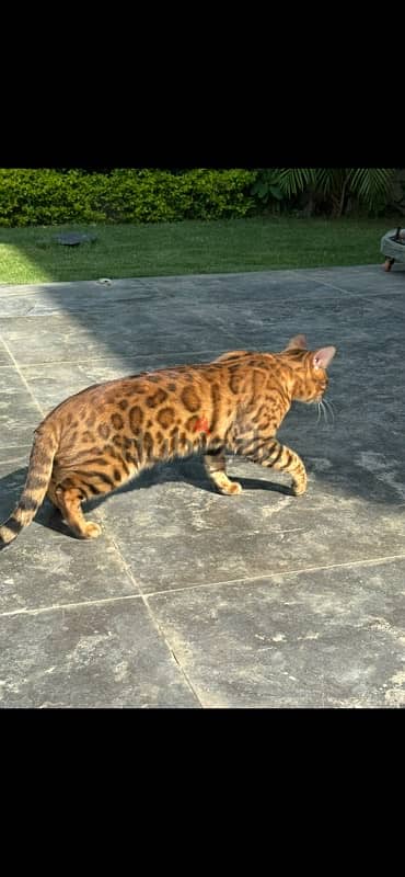 bengal cats 4