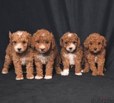 toy poodle - maltipoo - توي بودل - مالتي بو