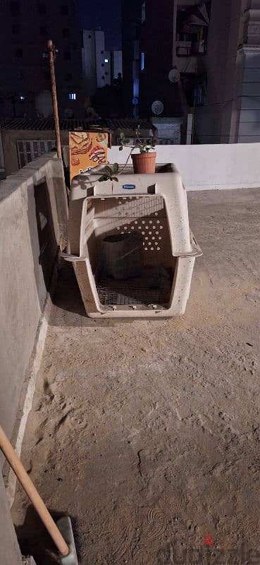 dog travel box 7
