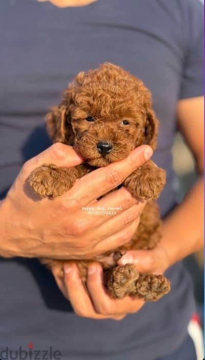 toy poodle top quailty