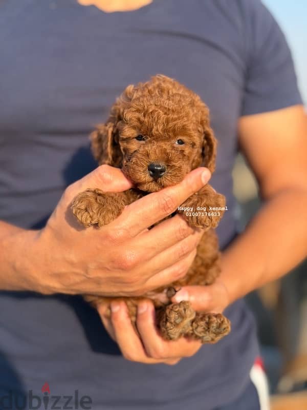 toy poodle top quailty 1