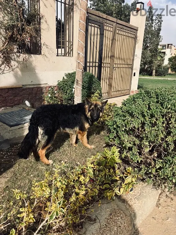 Vaccinated and Trained German Shepherd Female Dog