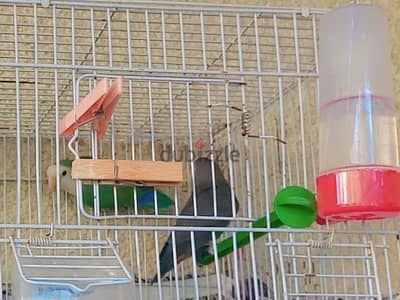 جوز عصافير ببغاء روز بالقفص بتاعهم