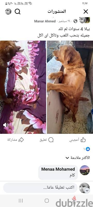 بيع كلب جولدن