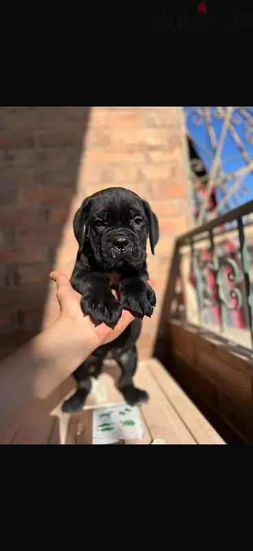 Cane Corso