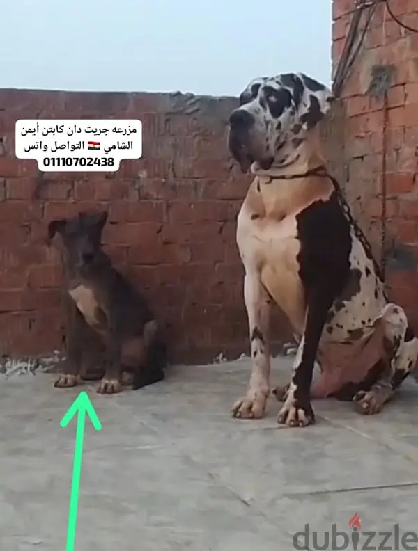 جريت دان جريد دان Great Dan65609111807106122