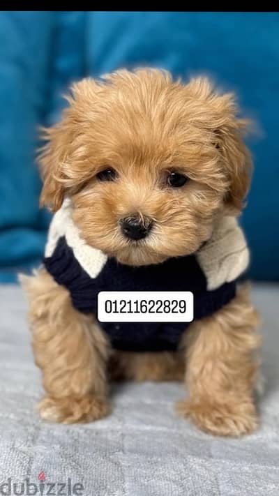 Toy poodle X maltipoo puppies مالتيبو