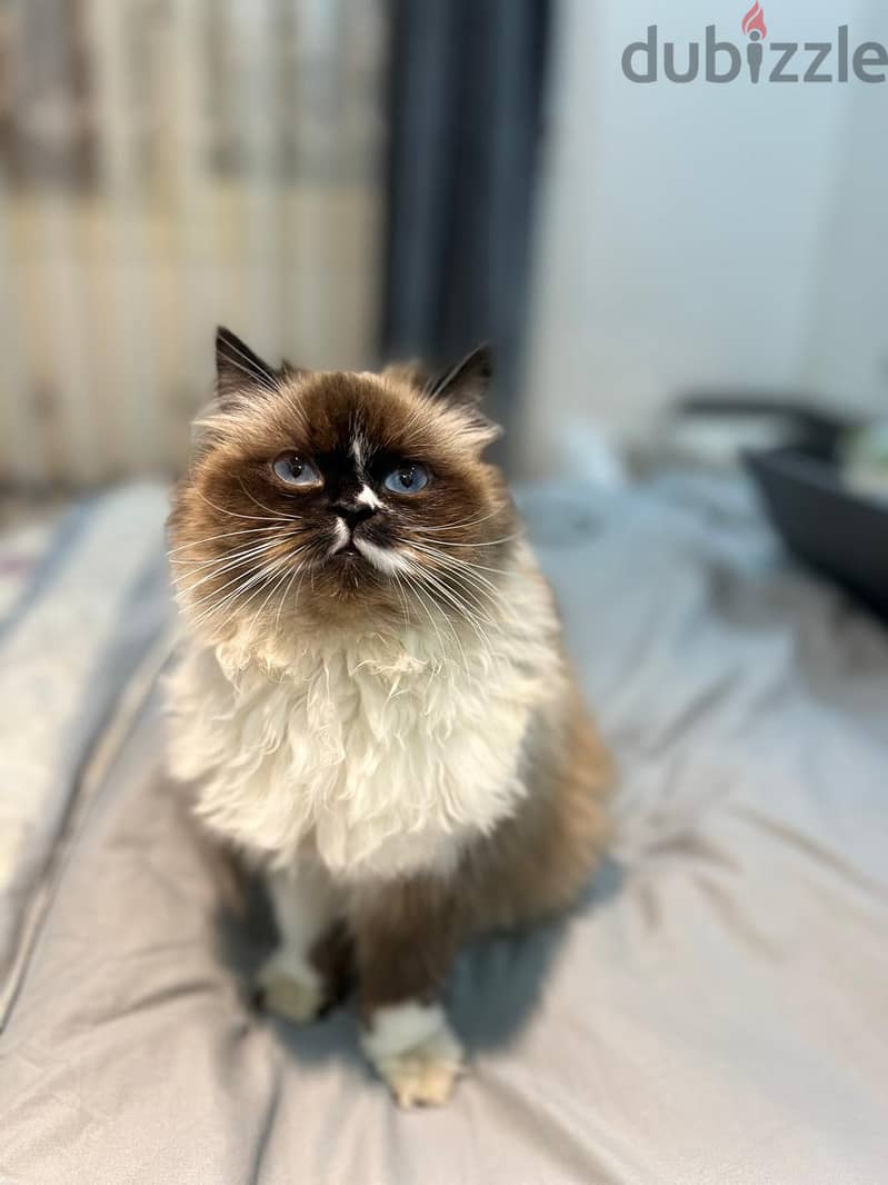 Pure Ragdoll Cat - Cats - 207223985
