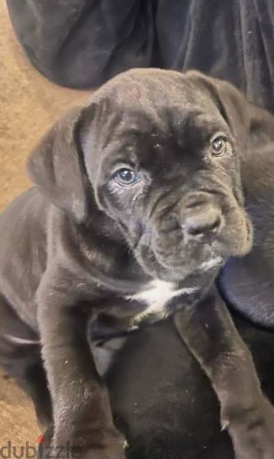 Cane corso for sell