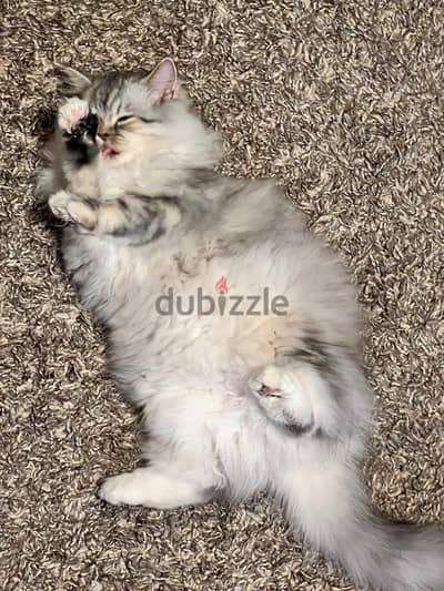 Nijar the pure Persian cat is for Sale