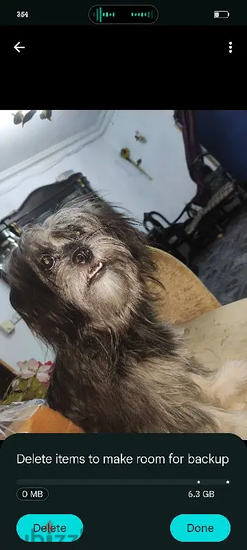 Pekingese Female for Sale, Pregnant
