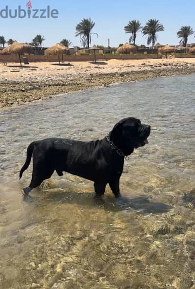 Cane Corso Giant for mating only للجواز مش للبيع