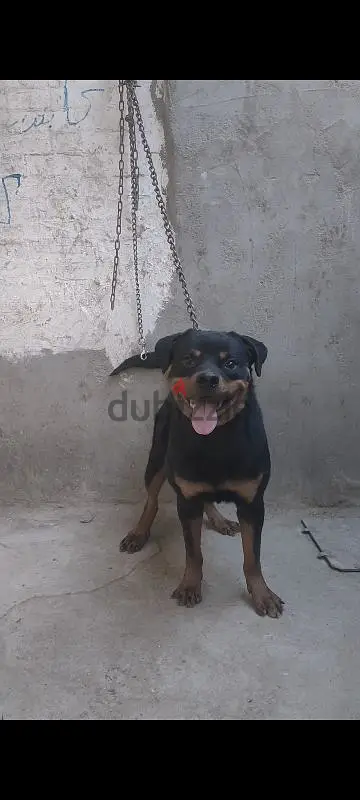 Thermy Gro Rottweiler Bloodline Puppy, 8 Months Old, Champion Project for Grandparents Only