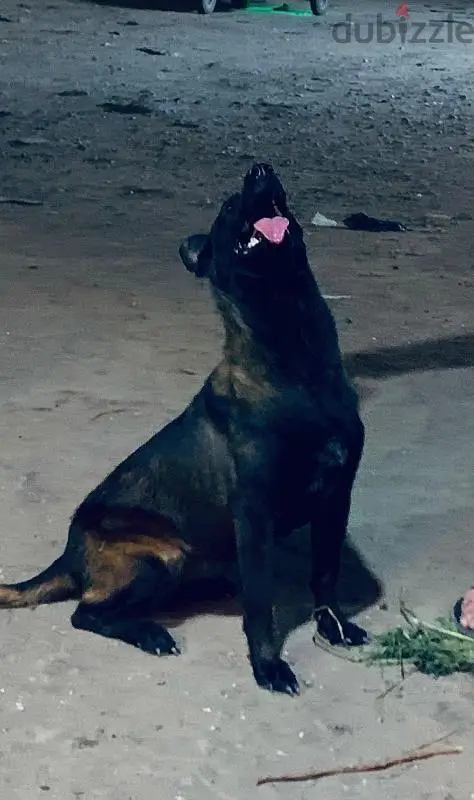Amazing 7-Month-Old Female Dog with Clear Eyes