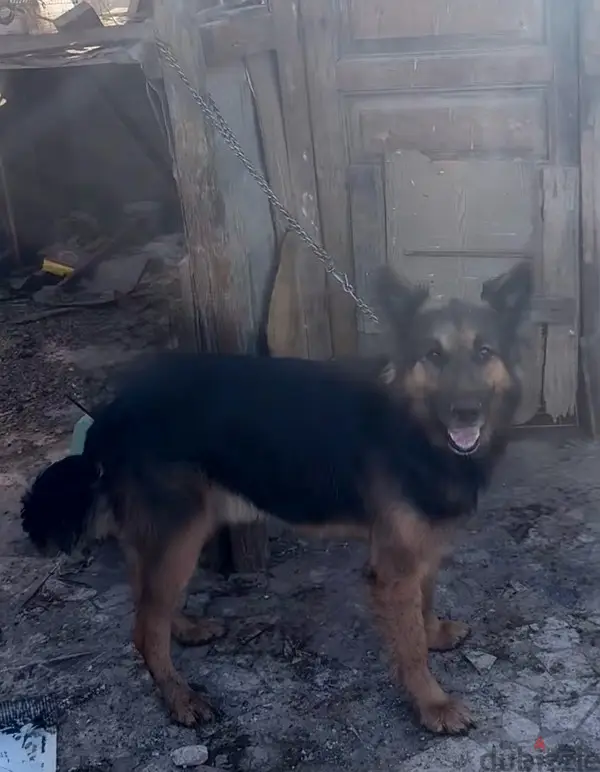 German Male Dog